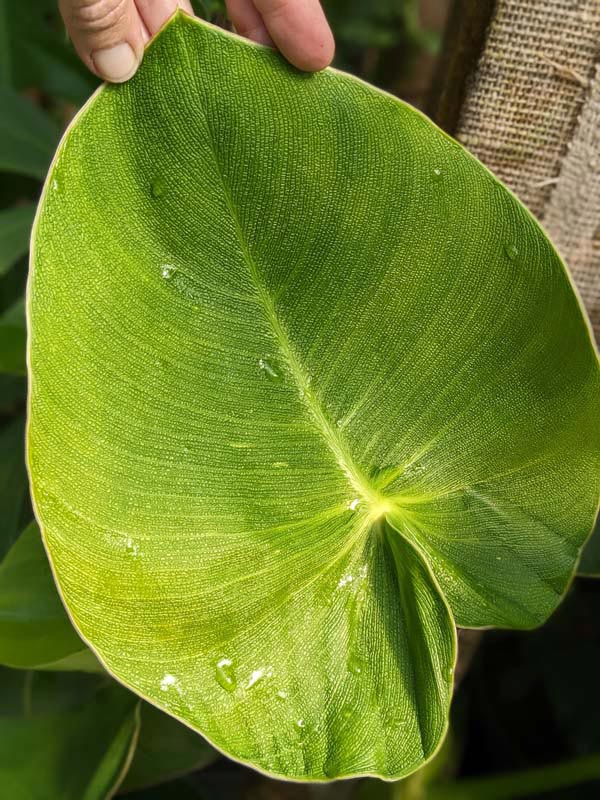 Philodendron Rugosum Plant - Image 4