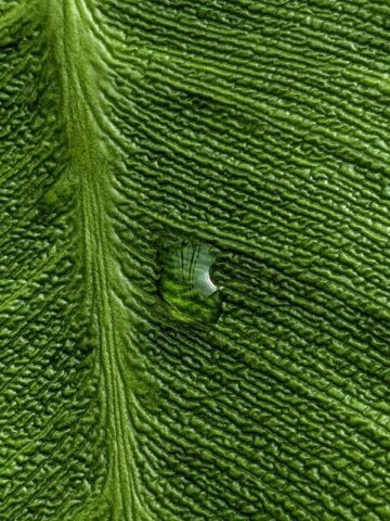 Alternative view of Philodendron Rugosum Plant