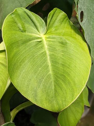 Philodendron Rugosum Plant
