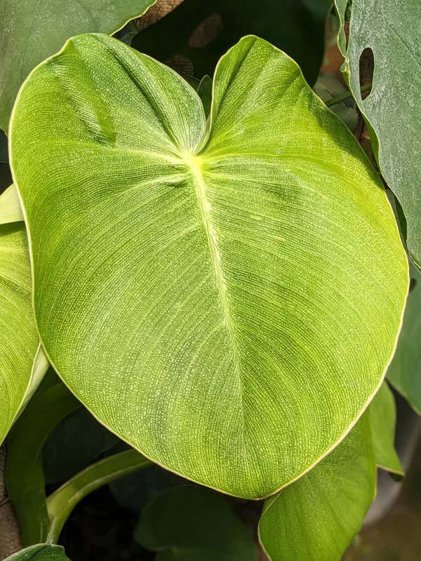 Philodendron Rugosum Plant