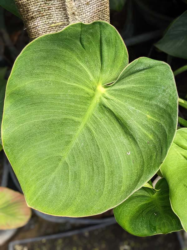 Philodendron Rugosum Plant - Image 3