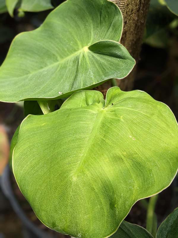Philodendron Rugosum Plant - Image 5