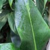 Lg. Philodendron Ruizii Plant
