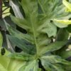 Lg. Philodendron Radiatum Verde Variegata Plant