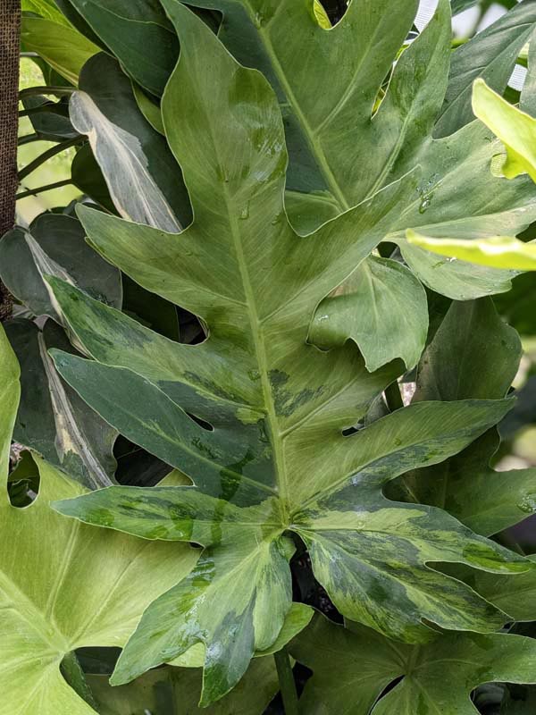 Lg. Philodendron Radiatum Verde Variegata Plant