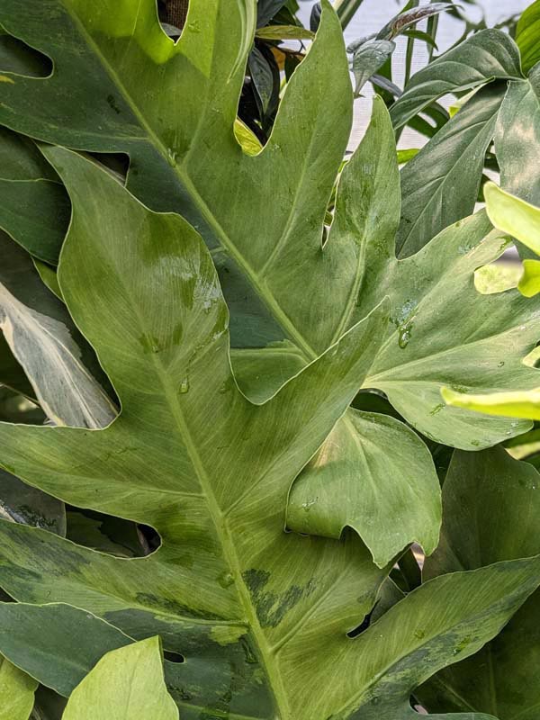 Lg. Philodendron Radiatum Verde Variegata Plant - Image 2