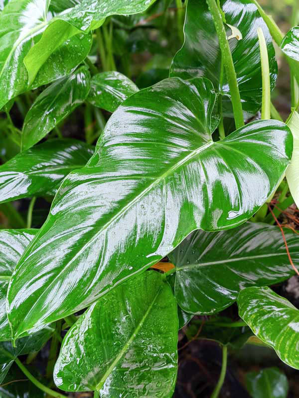 Philodendron Sagittifolium Heart Leaf Plant
