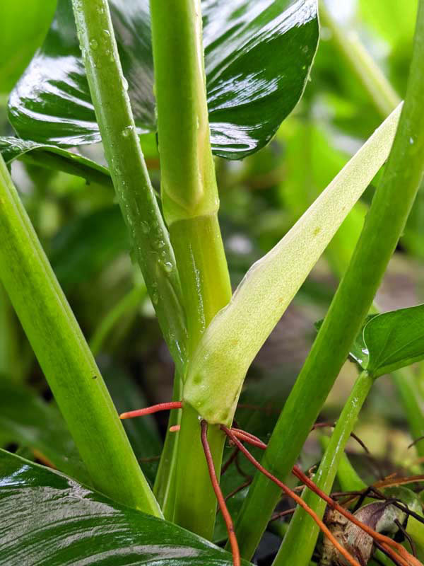 Philodendron Sagittifolium Heart Leaf Plant - Image 3