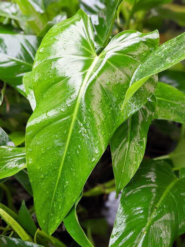 Philodendron Sagittifolium Heart Leaf Plant - Image 7