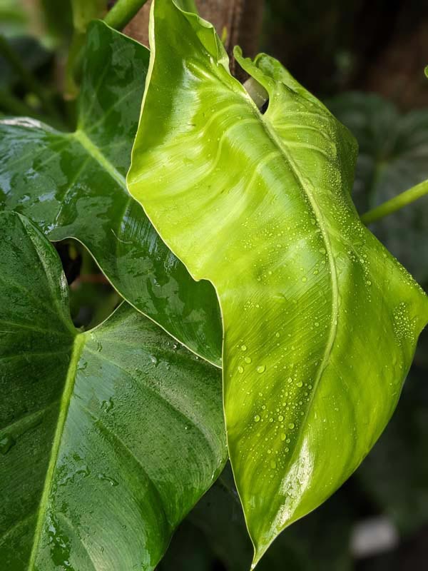 Philodendron Sagittifolium Heart Leaf Plant - Image 8