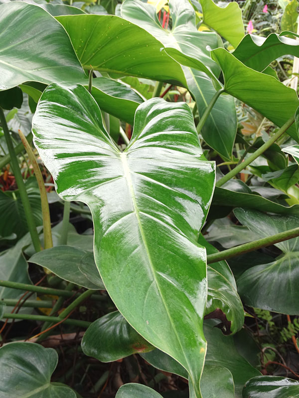 Philodendron Sagittifolium Heart Leaf Plant - Image 5