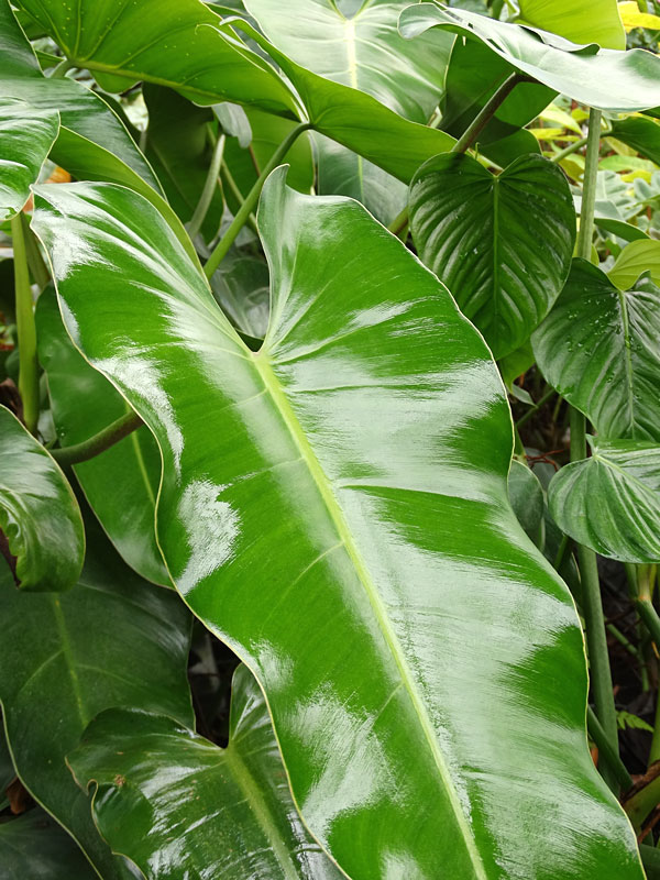 Philodendron Sagittifolium Heart Leaf Plant - Image 4