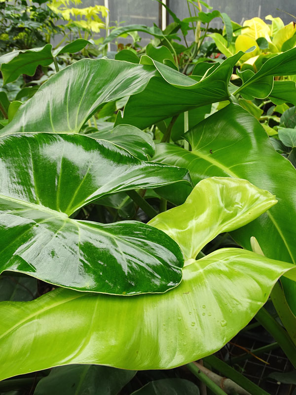 Philodendron Sagittifolium Heart Leaf Plant - Image 2