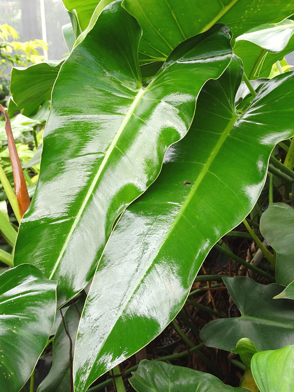 Philodendron Sagittifolium Heart Leaf Plant - Image 6
