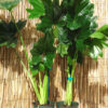 Lg. Philodendron Selloum Plant