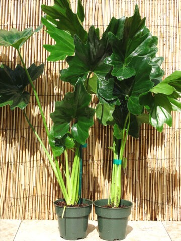 Lg. Philodendron Selloum Plant