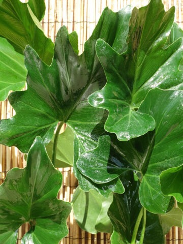 Alternative view of Lg. Philodendron Selloum Plant