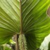 Lg. Philodendron Serpens Plant (Fuzzzy Bear)