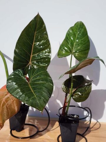 STUNNING, Philodendron Hybrid Gloriosum x McColleys (summer glory) - Image 5