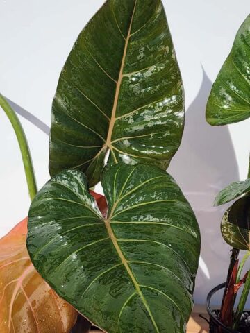 Alternative view of Lg. STUNNING, Philodendron Hybrid Gloriosum x McColleys (summer glory)