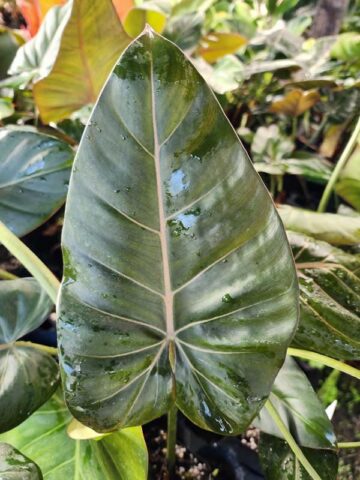 Lg. STUNNING, Philodendron Hybrid Gloriosum x McColleys (summer glory) - Image 3
