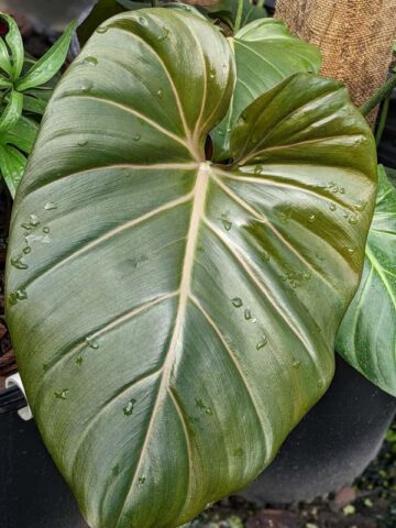 Lg. STUNNING, Philodendron Hybrid Gloriosum x McColleys (summer glory) - Image 4