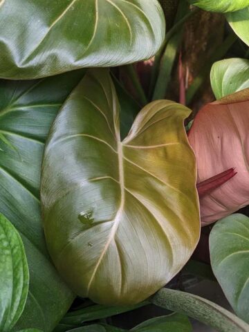 Lg. STUNNING, Philodendron Hybrid Gloriosum x McColleys (summer glory)