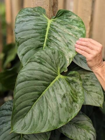 Philodendron Sodiroi Ornatum Plant