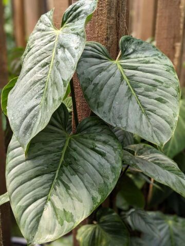 Alternative view of Philodendron Sodiroi Ornatum Plant