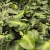 Philodendron Rugosum Sow's Ear Plant