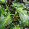 Lg. Philodendron Rugosum Sow's Ear Plant
