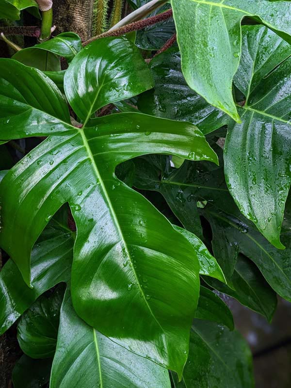 Philodendron Squamiferum Red Bristle Plant - Image 2
