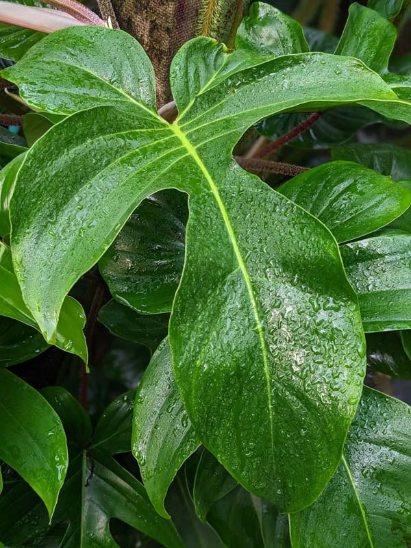 Philodendron Squamiferum Red Bristle Plant - Image 4