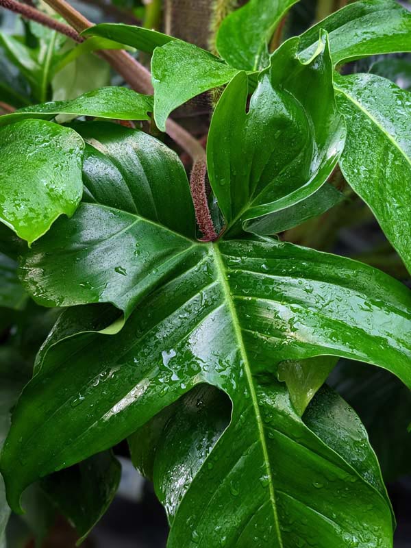 Philodendron Squamiferum Red Bristle Plant - Image 5