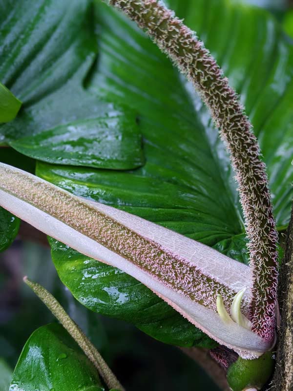 Philodendron Squamiferum Red Bristle Plant - Image 3