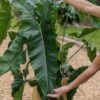 Lg. Philodendron Stenolobum Long Leaf Plant