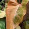 Lg. Philodendron Strawberry Shake Plant