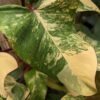 Philodendron Strawberry Shake Plant
