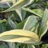 Philodendron Tri-Color Sport of Brazil Plant (best indoors)