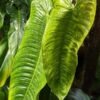 Philodendron Tenue/Sharoniae Plant