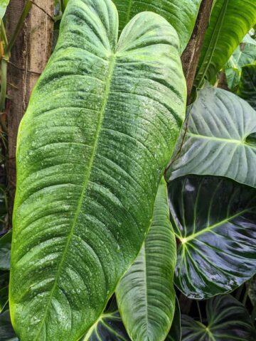 Alternative view of Philodendron Tenue/Sharoniae Plant