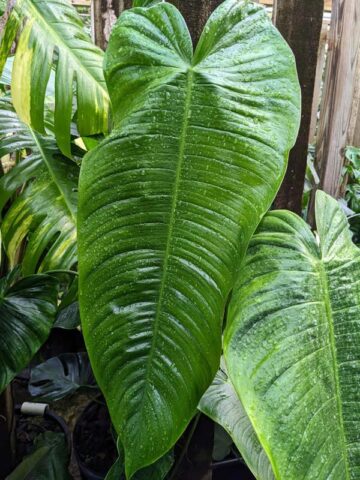 Philodendron Tenue/Sharoniae Plant - Image 3