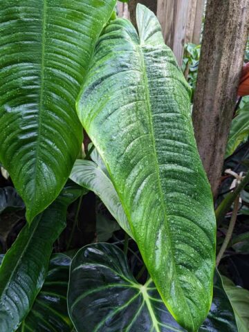 Philodendron Tenue/Sharoniae Plant - Image 4