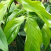 Massive Philodendron Tripartitum Plant