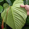 Lg. Philodendron Verrucosum Ecuador Plant