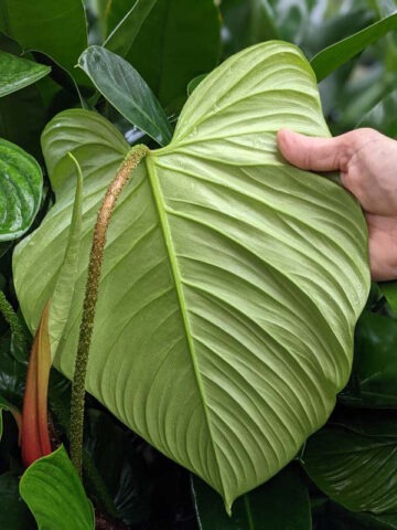 Lg. Philodendron Verrucosum Ecuador Plant