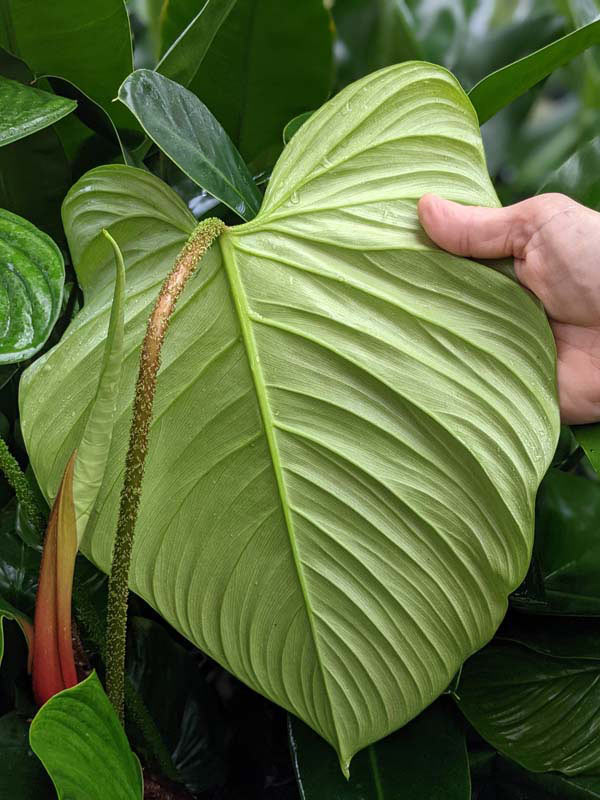 Lg. Philodendron Verrucosum Ecuador Plant