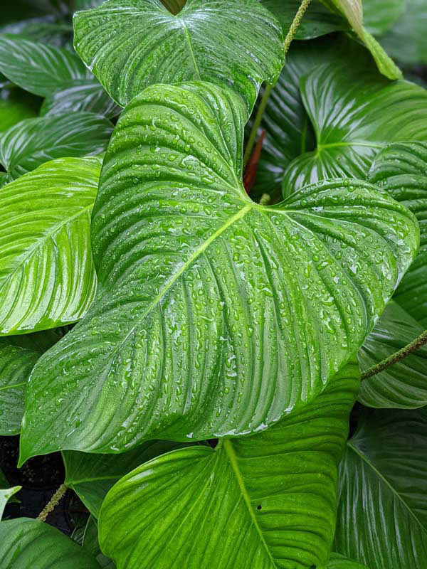 Lg. Philodendron Verrucosum Ecuador Plant - Image 7