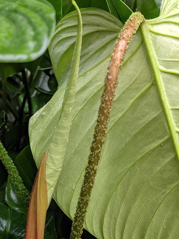 Lg. Philodendron Verrucosum Ecuador Plant - Image 4