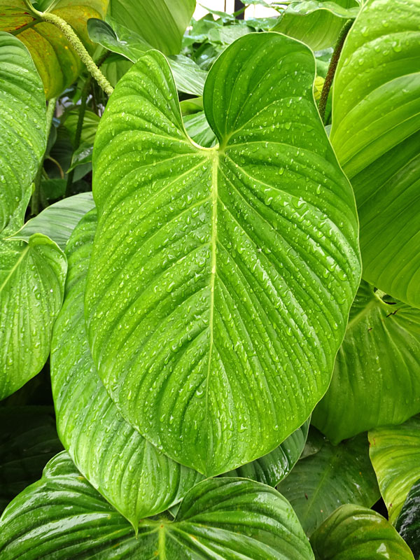 Lg. Philodendron Verrucosum Ecuador Plant - Image 5